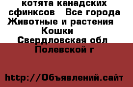 котята канадских сфинксов - Все города Животные и растения » Кошки   . Свердловская обл.,Полевской г.